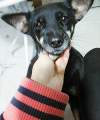 小鹿犬串妹妹送养