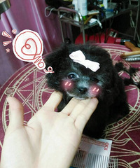 ��Ʒ�Ҳ豭���ó��� �����������Ʋ豭Ȯ�ὡ��Ʒ�ʱ���