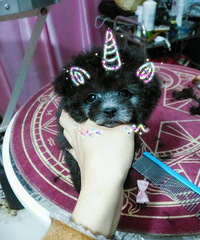 ��Ʒ�Ҳ豭���ó��� �����������Ʋ豭Ȯ�ὡ��Ʒ�ʱ���