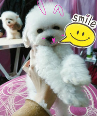 ΢С��̩�ϱ���һ����ֻ �۸�����~