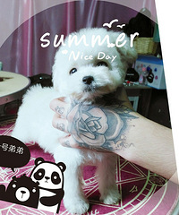 ΢С��̩�ϱ���һ����ֻ �۸�����~