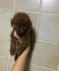 �����������������һֻ���ģ����������ȫ