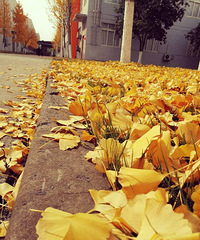�ƲӲӵĳ���һ��
