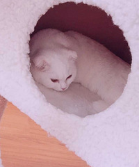 �ո����۶�è ��ɫ���ܵܣ����۾����ʷʵ�