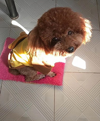 ������ʧ