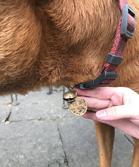 "去网红餐厅拔草,没想到被他家的狗圈粉!小黄鱼烧馄饨的做法,眉