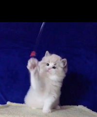 ������ɽ˫��ż�ܵ����¼�