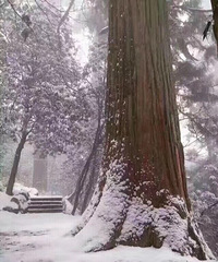 天目山下雪啦
