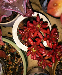 ����������ɫ���ǿ�