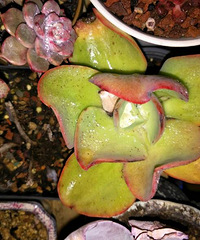 ����������ɫ���ǿ�