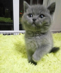 �����ʺ�ߣè