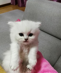 ����èת��