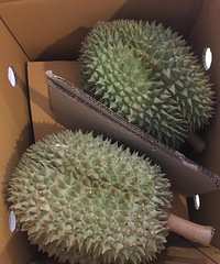 "泰国南部反季节树上熟榴莲"