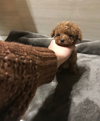 ΢Сĸ���һö����������������̫С�ˣ���