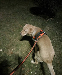 �����Ů������