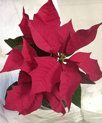 ʥ��������