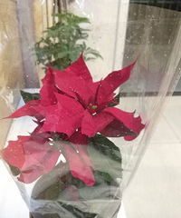 ʥ��������