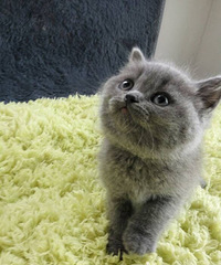 ���������ߵȽӻؼ�