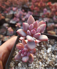 �þ�û������