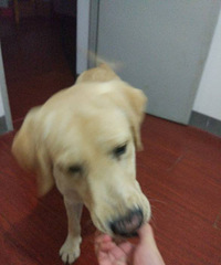 悬赏2000元寻找爱犬小K(狗狗宠物)