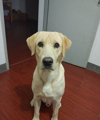 悬赏2000元寻找爱犬小K(狗狗宠物)