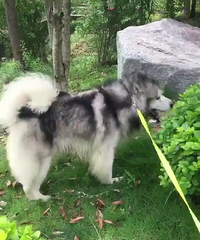 ̨��������˹�ӵ��治�ࡣ