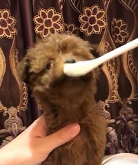 ΢С��̩��һ��һĸ���������ˡ�С��С��С