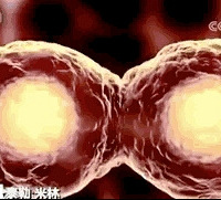 "罕见!年轻女子一个人就是一对双胞胎!什么"