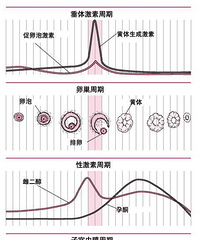 "性激素检查,学问大,算准时间才能事半功倍"