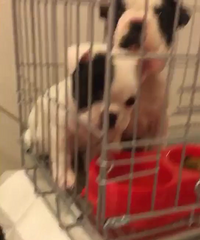 2���ºڰ׻�С�� 1000