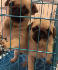 ����2���¾�Ʒ�͸�����