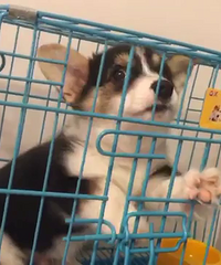 ��ɫ�»�С�� ����2000