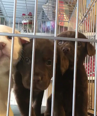 50�쿧��ɫ�������� ����1200