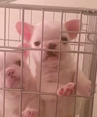 ȫ�׷�������һĸ  1500һ��