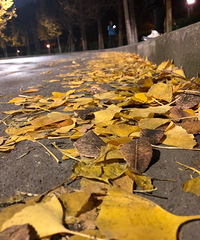 2017ĩ�� ���δ��