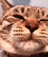 ˵�����㻹����