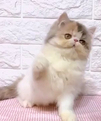 ����3���²�˹����