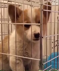 ����2����˫ɫ�»��ܵ�