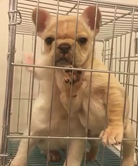 ����2�������� ˫Ѫͳ��ţһ��һĸ