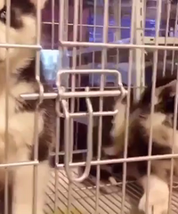 ��ʿ��һ��һĸ