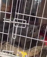 ��è����һĸ