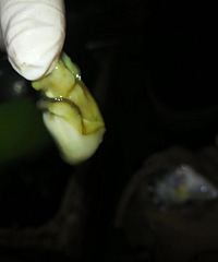 "纯野生小牡蛎 锌铁含量足"