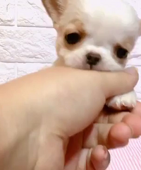 ��Ʒ������Сĸ