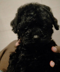 ����С����������Ա��ֵ��С��