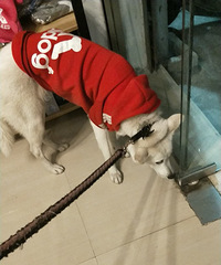 ��ɫ��ʿ��������