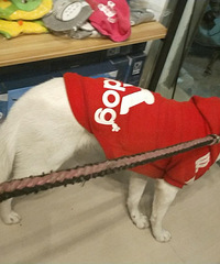 ��ɫ��ʿ��������