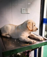 ���굽�ˣ�˫Ѫͳ�׹���������ȴ���Ľ��ɣ�