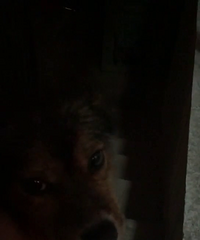 ���˵�С�������������