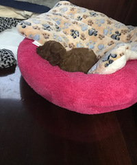 �����ѳ�����Ůһö��Բ�������µ�һ������