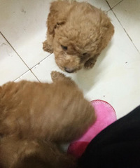 �����Ĵ����ģ������ĺ�̩��һ�ѣ�������ֻ